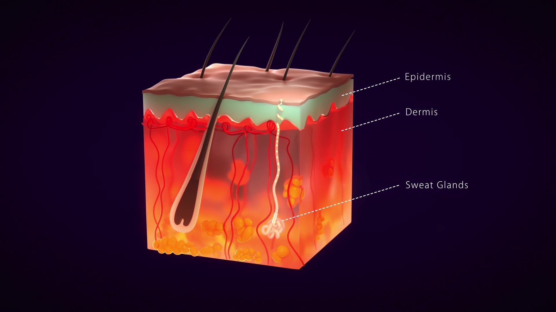 Medical Animation 1 - orbitvfx