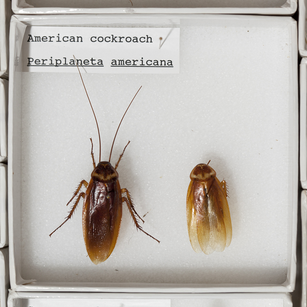 Primitive Cockroach Collected From Within - Center for PostNatural History
