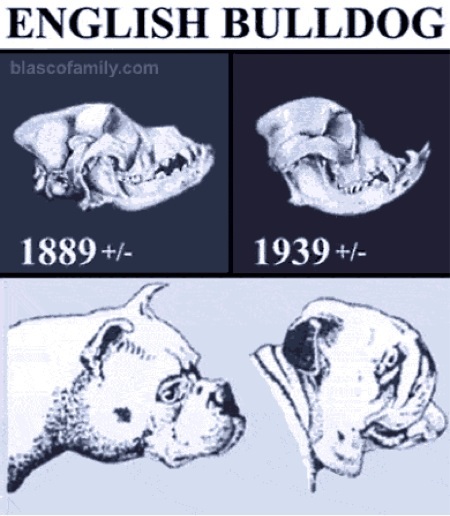 blasco family bulldogs