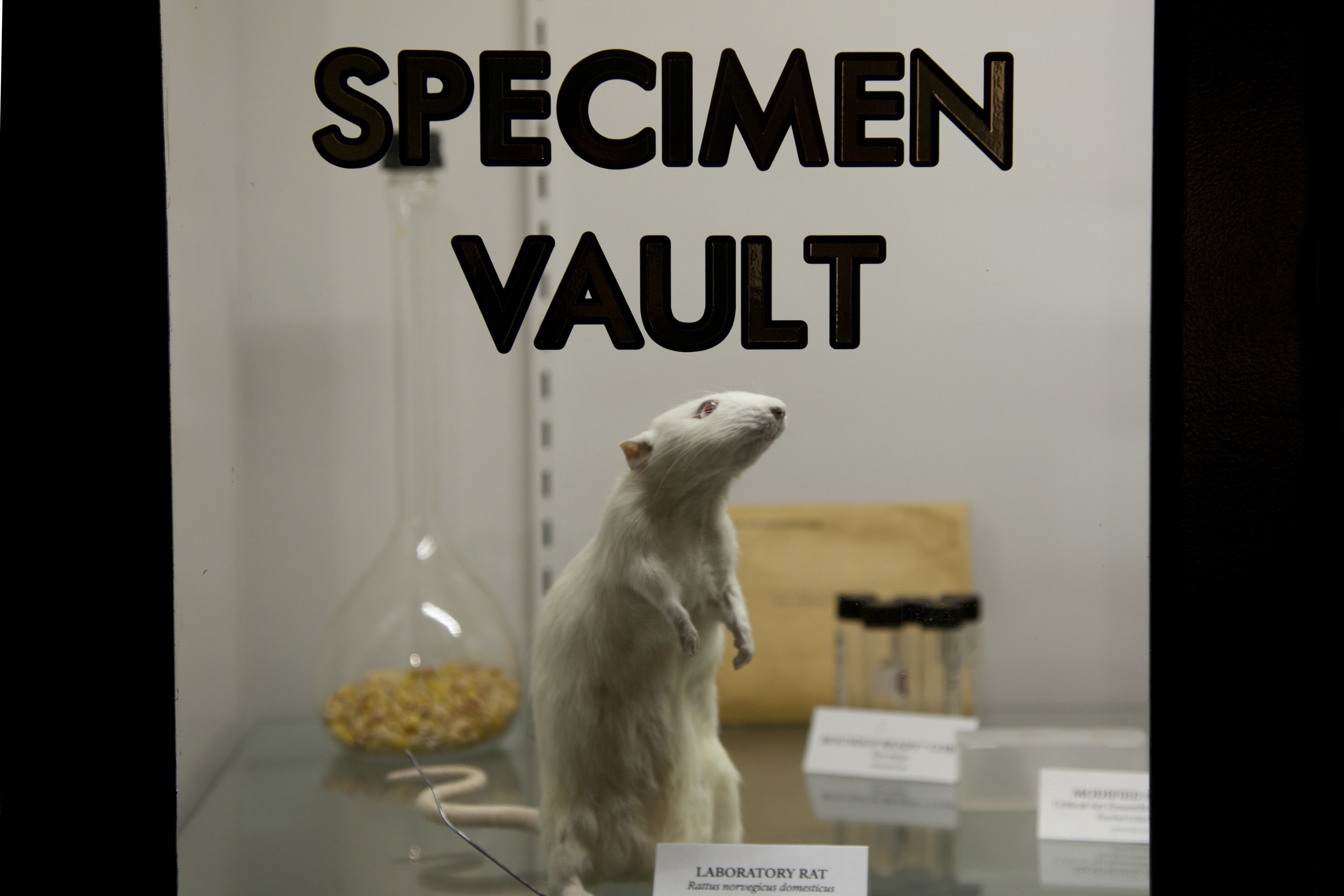 Welcome to the Vault - Center for PostNatural History