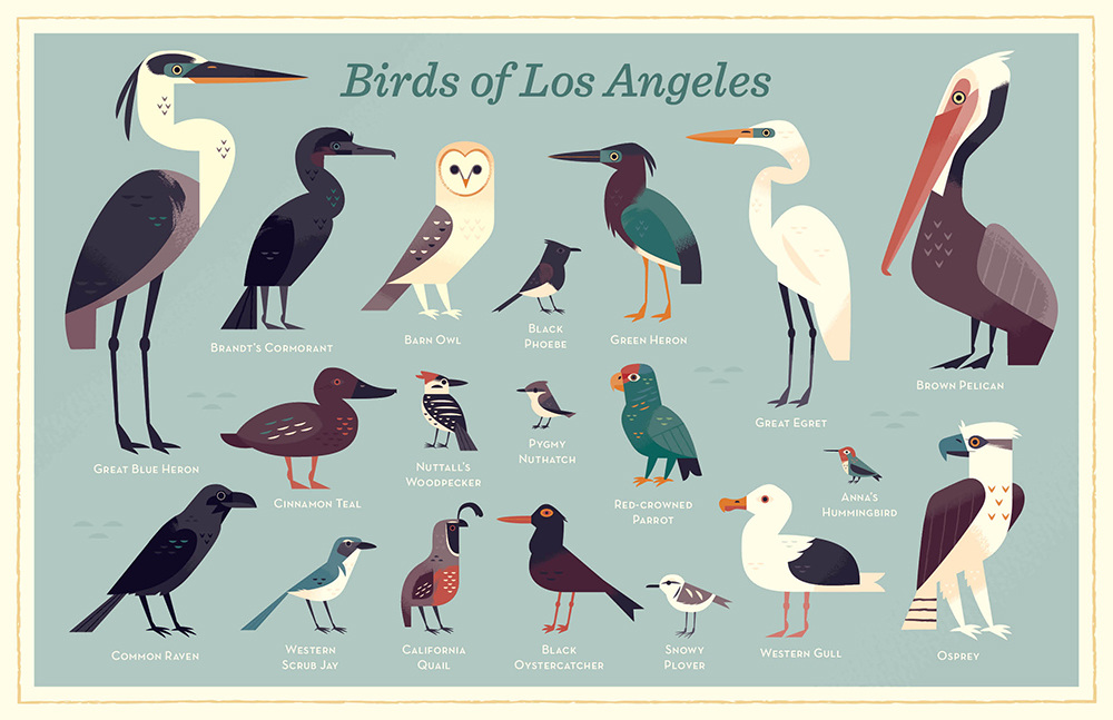 Birds of Los Angeles Alexander Vidal Illustration