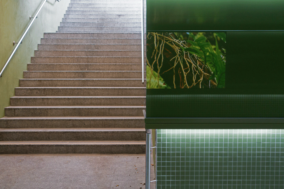 Areale ausgewählter Ordnungen - nicojoanaweber.com