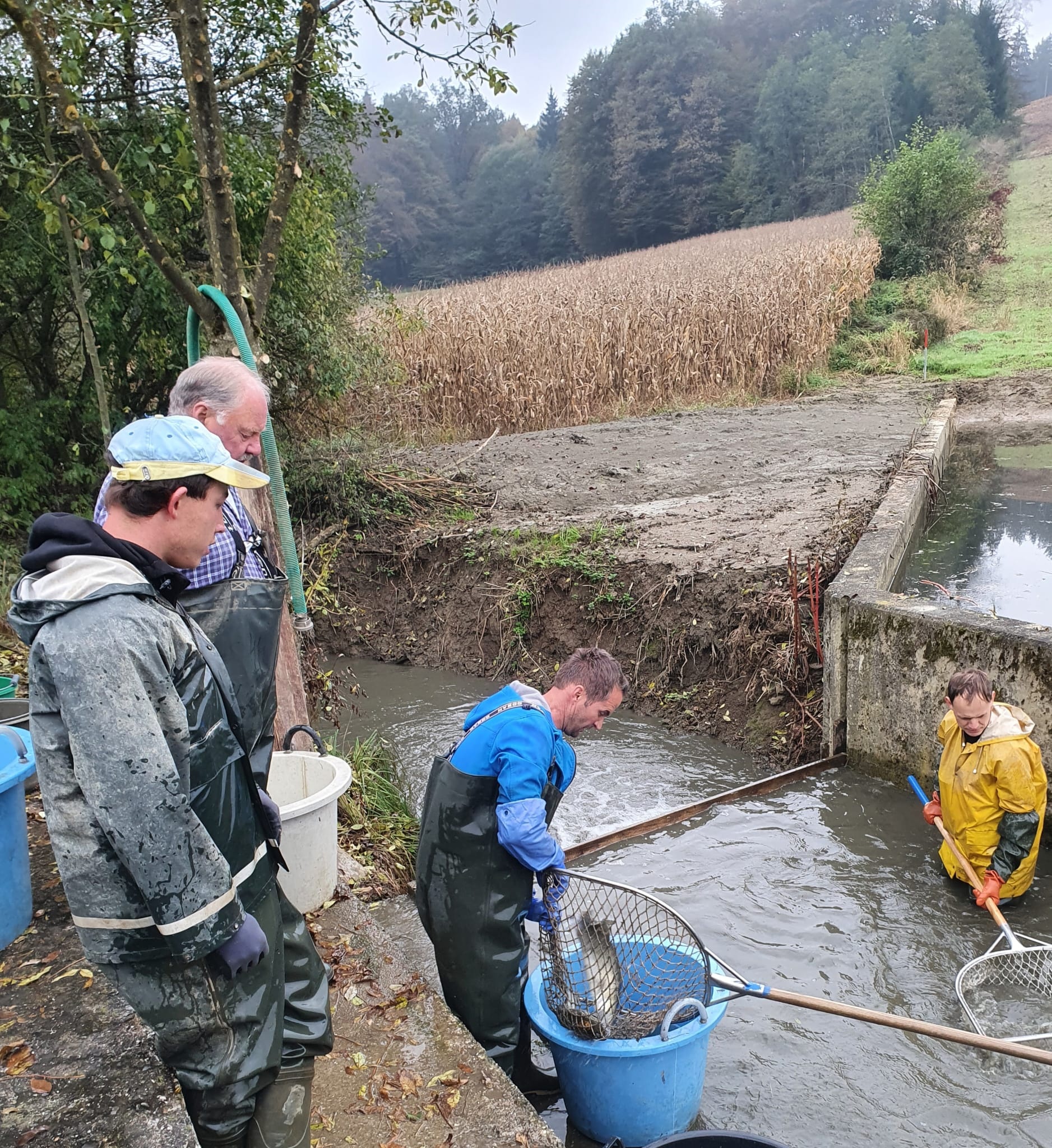 Abfischen fischzuchthofbauer