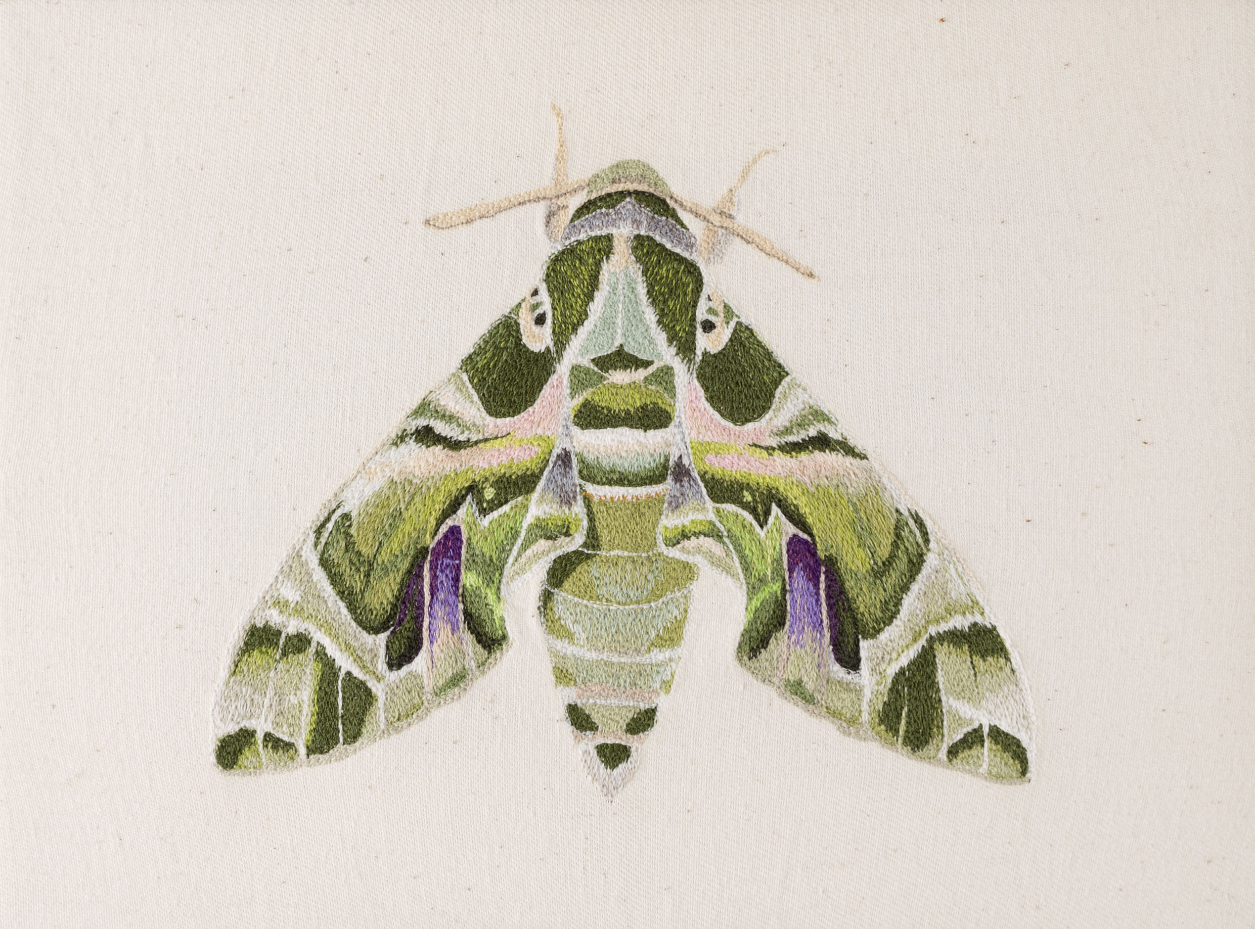 Oleander Hawk Moth - Rose Miller