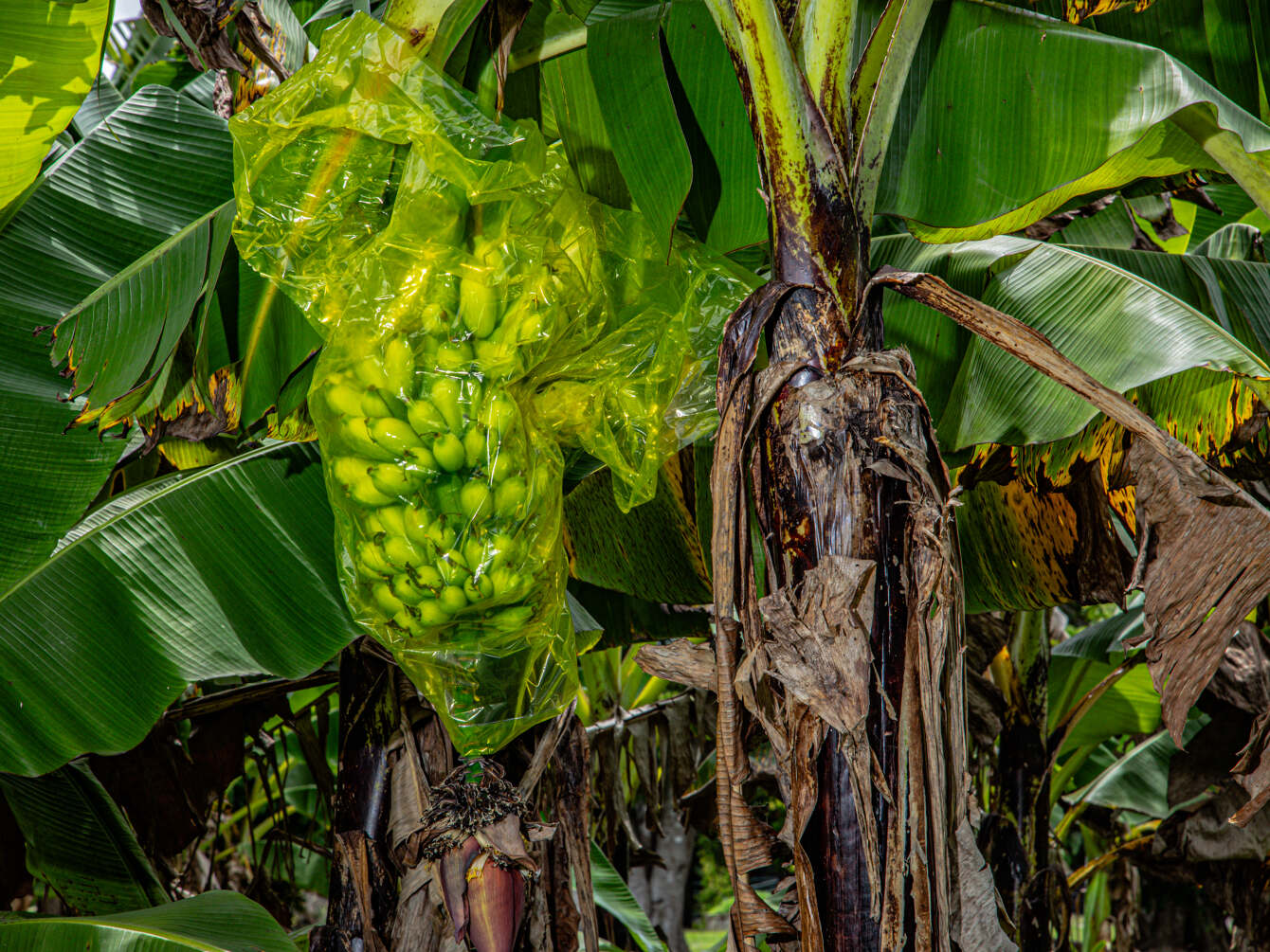 Work in Progress Extinct Banana Allie E.S. Wist