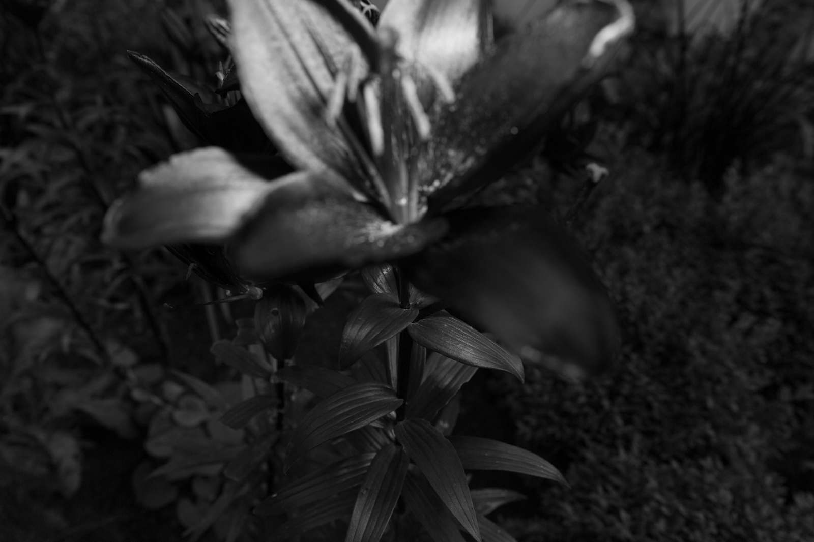 Prinzessin Anna von Oettingen zu Wallerstein Einen Ort schaffen, der Ruhe schenkt. Das wünschte