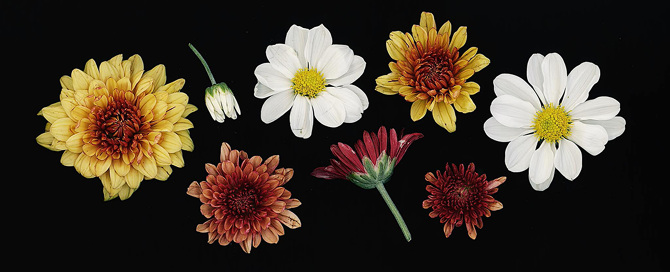 Flowers For Seri Scan Vf Japanread Flower Scans - My Dearest Maria,