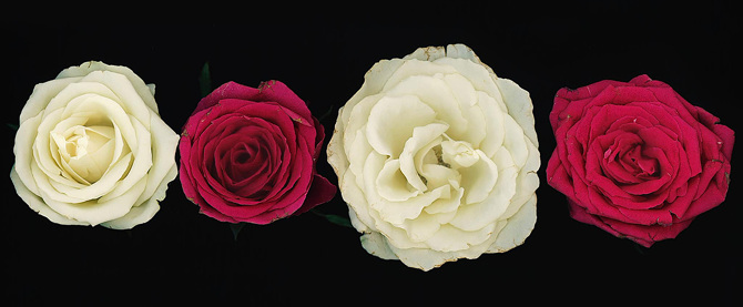 Flowers For Seri Scan Vf Japanread Flower Scans - My Dearest Maria,