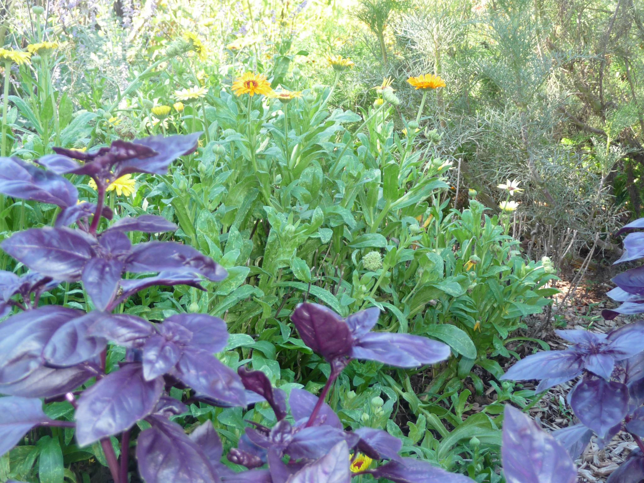 Thumbnail for Natural Ash Natural Dye Plant