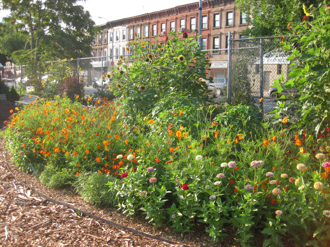 Natural Dye Plant Gardens - Patricia Rogers