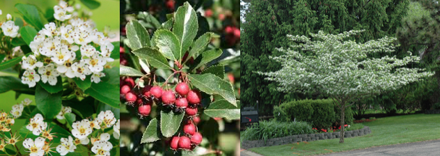 Crataegus Crus Galli Inermis Stonepocket Know What You Grow