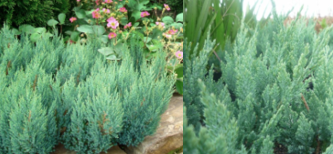 Juniperus Horizontalis Blue Forest Stonepocket Know What You Grow