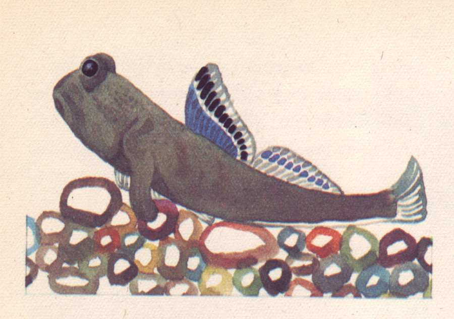 Water Acrobats 50 Watts