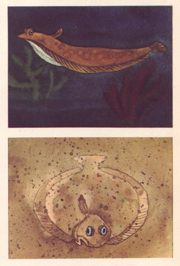 Water Acrobats 50 Watts