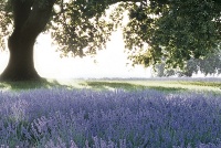 Ginger Robinson Portfolio