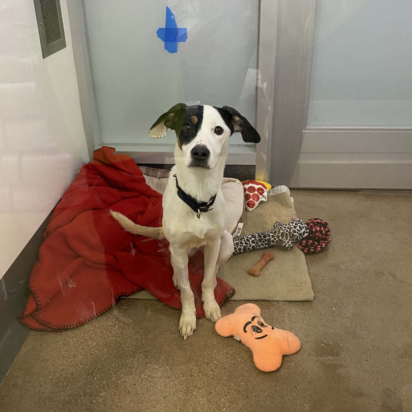 Potter League Adopt Graphics karyn jimenez elliott