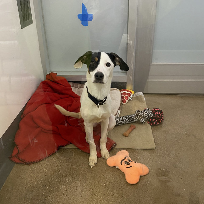 Potter League Adopt Graphics karyn jimenez elliott