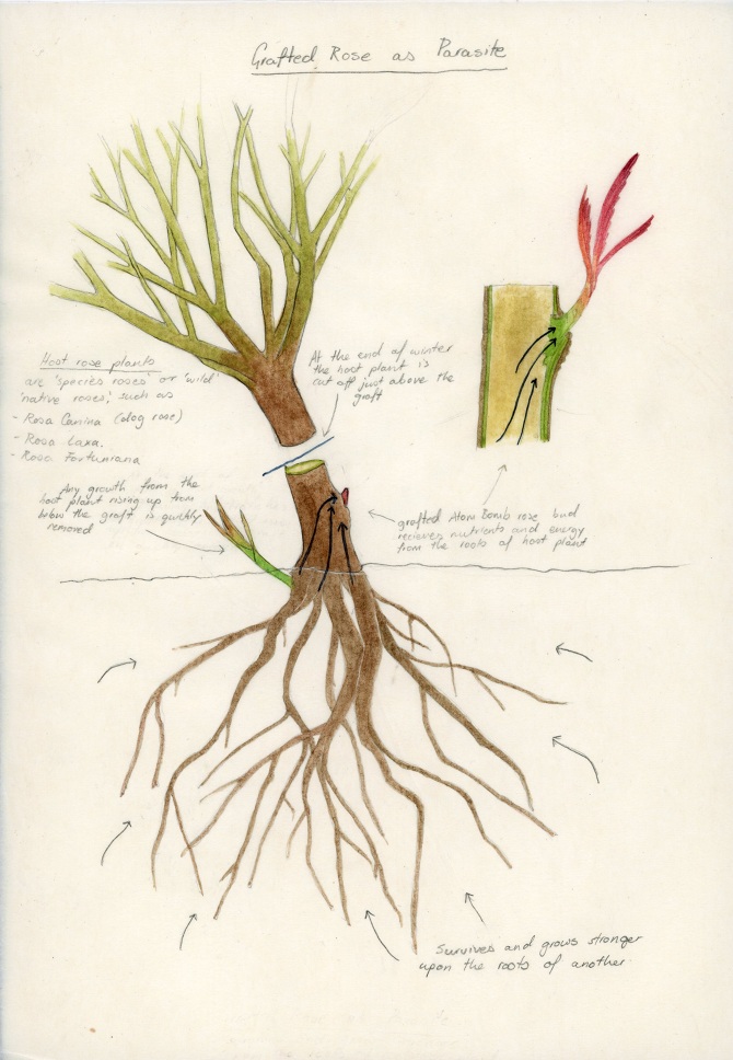 Sub Rosa Gabriella Hirst