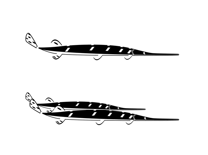 Ligatures/Logos/Illustrations Mackey Graphics