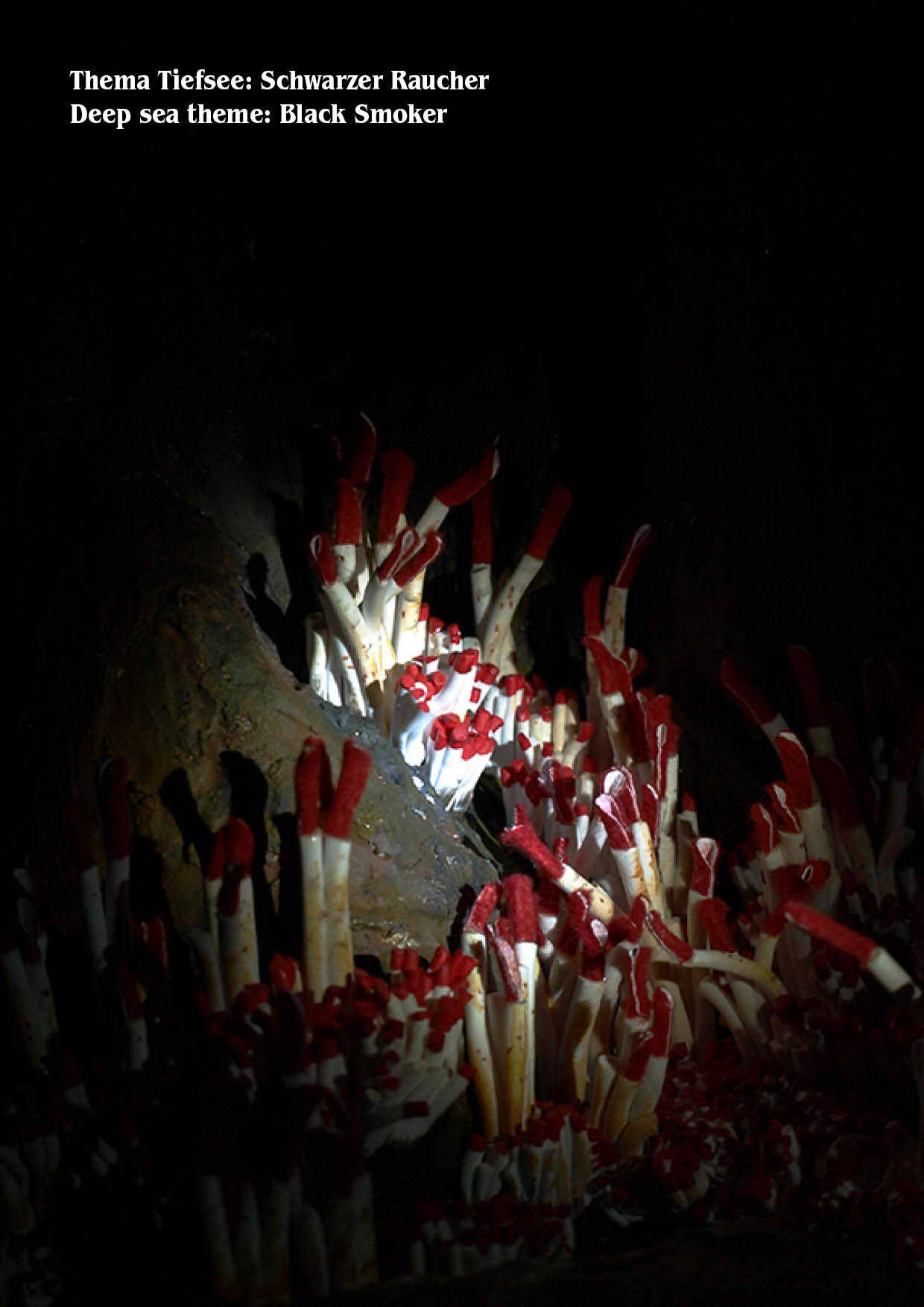Schwarzer Raucher, Black Smoker - nautillus
