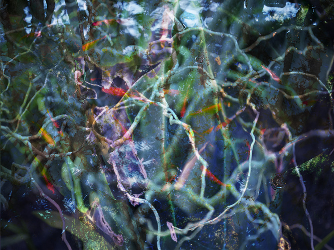 Nature in Patterns - emily-strzyzynski.com