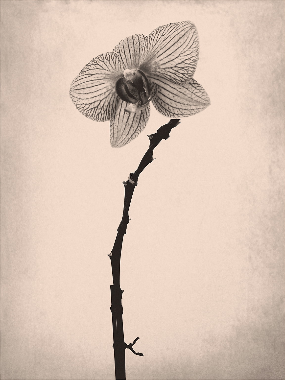 exchange glances bakhyonjin