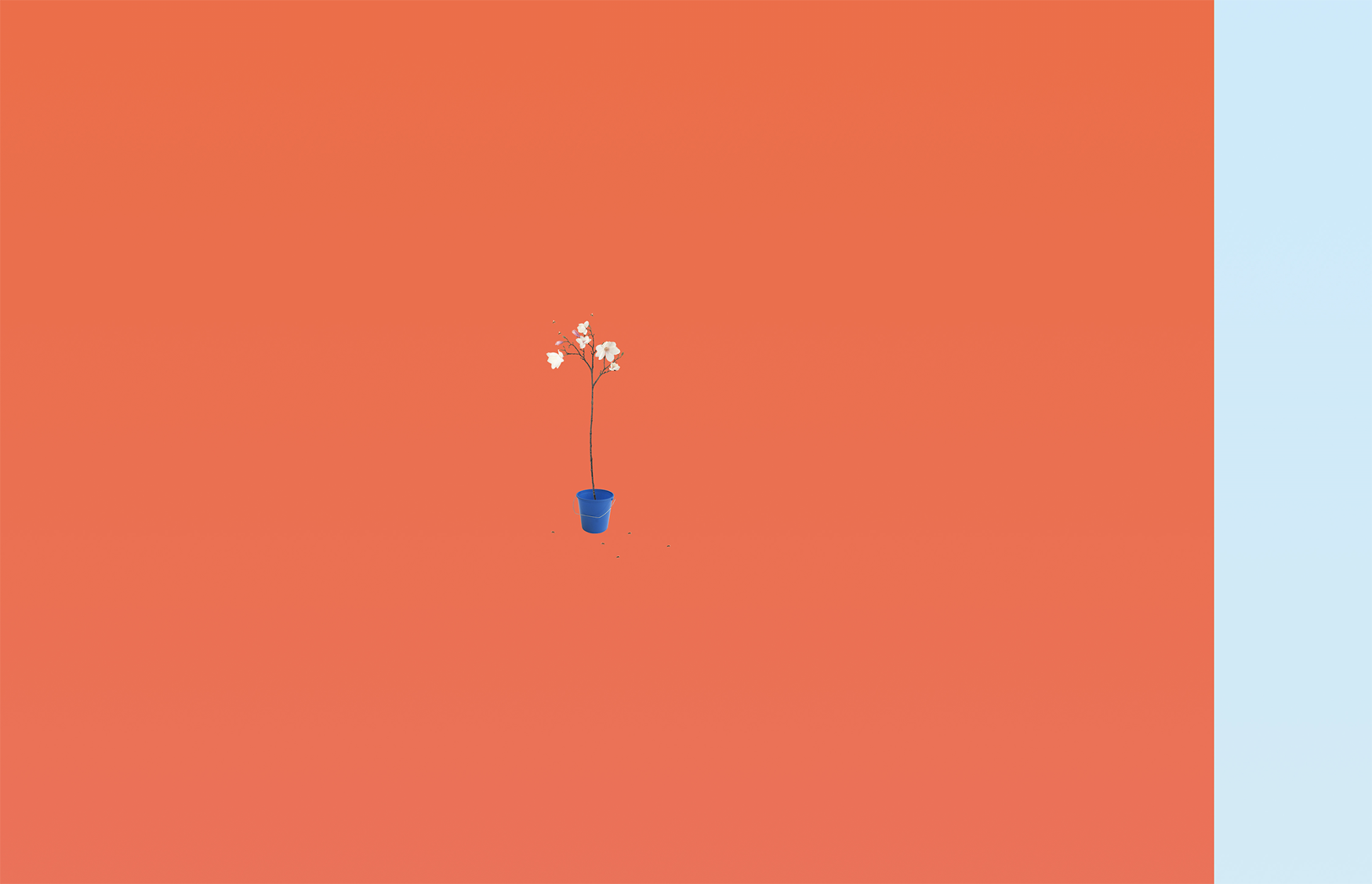 Where Is Everybody Bibi Yamamoto