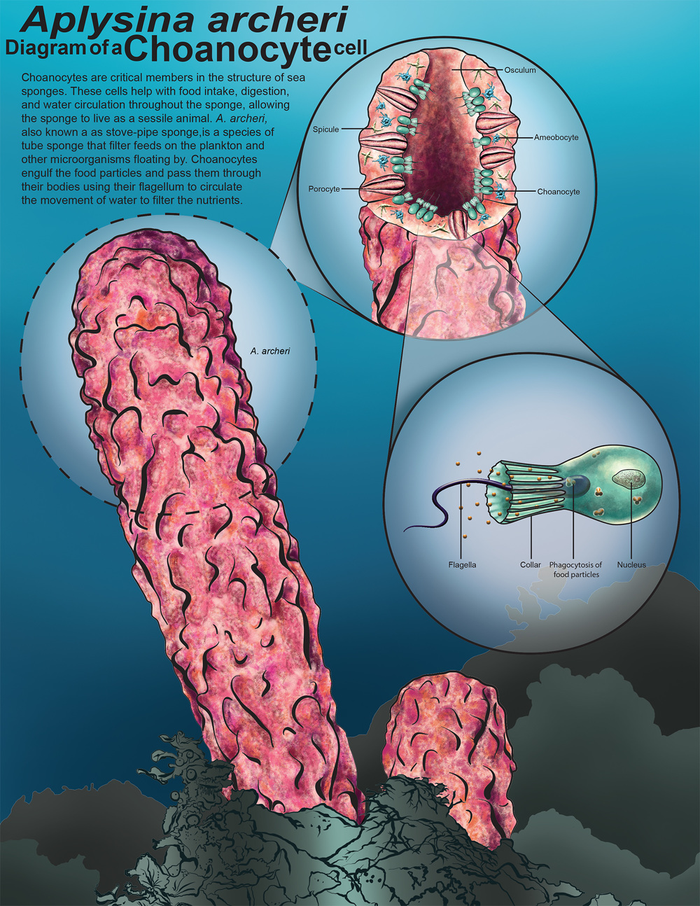 Choanocyte Diagram - Art by Yvonne Byers