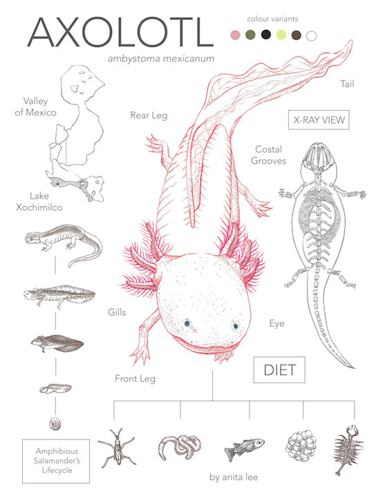 Axolotl anivivi