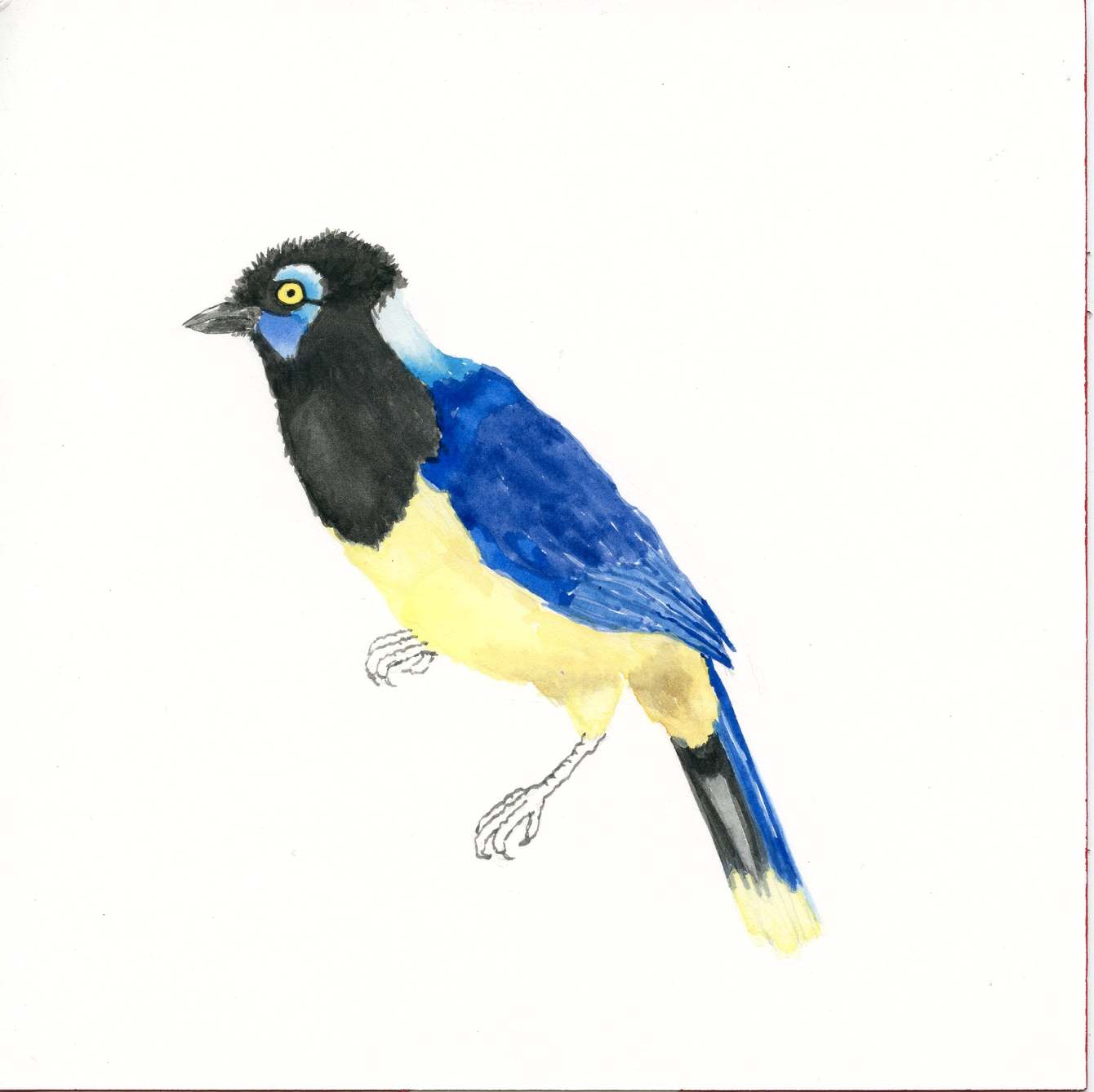 Acuarelas - Pájaros - Sofía Wiñazki, image size:1340x1338