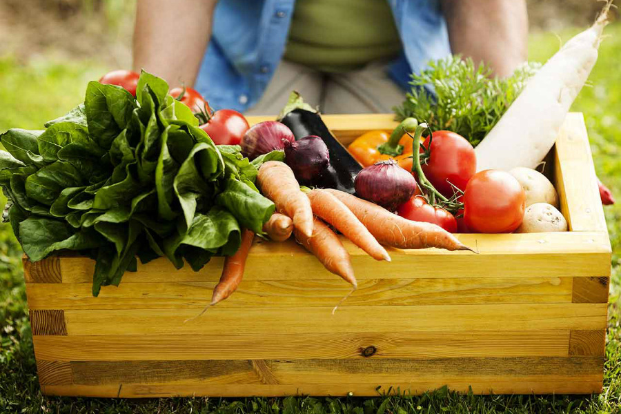 Grow Your Own Vegetables and Herbs - Marion Abel