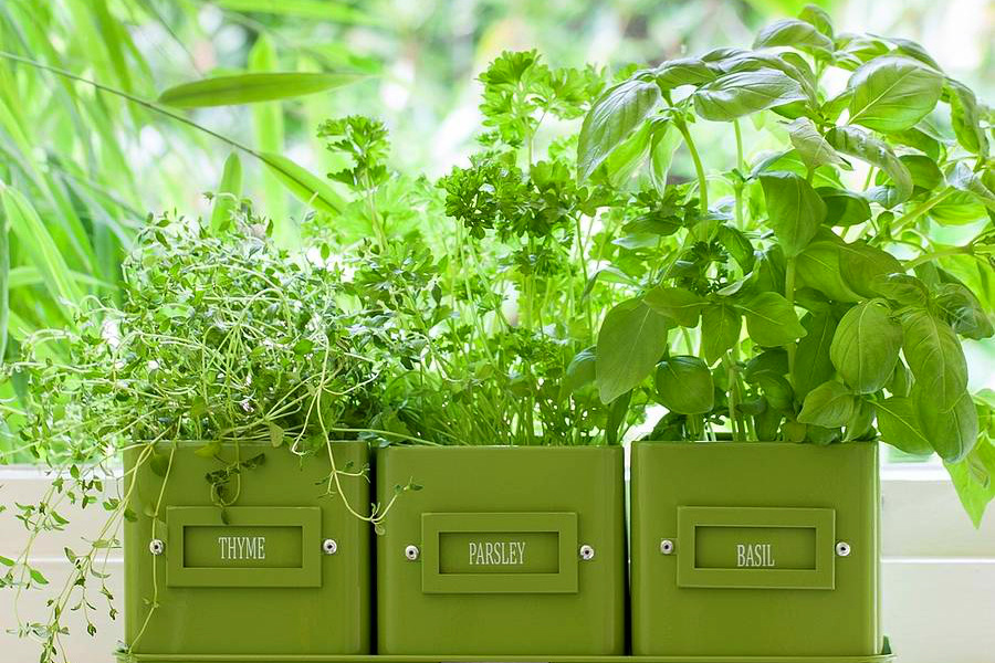 Grow Your Own Vegetables and Herbs - Marion Abel