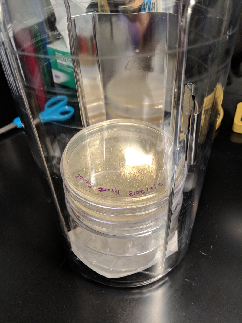 Engineering the Gut Microbiome - New Narratives
