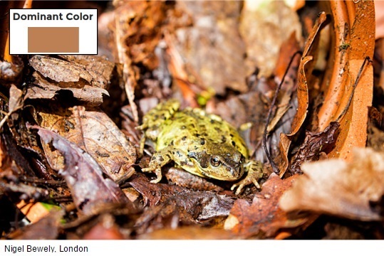 Data Visualization: Dominant Color - Em K Reishus