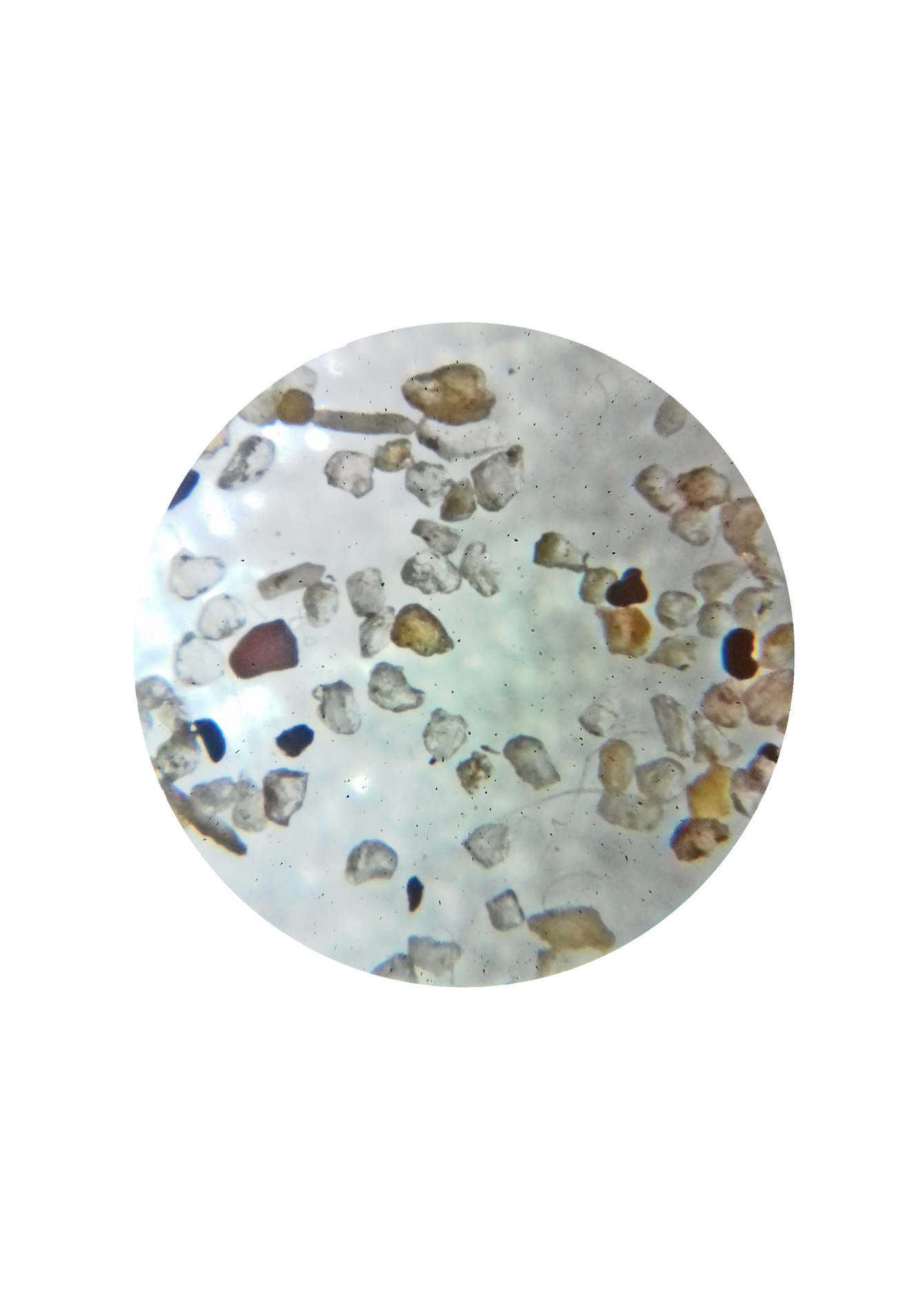 The Microscopic Marvel: Discovering The World'S Tiniest Spider - obb8z1a