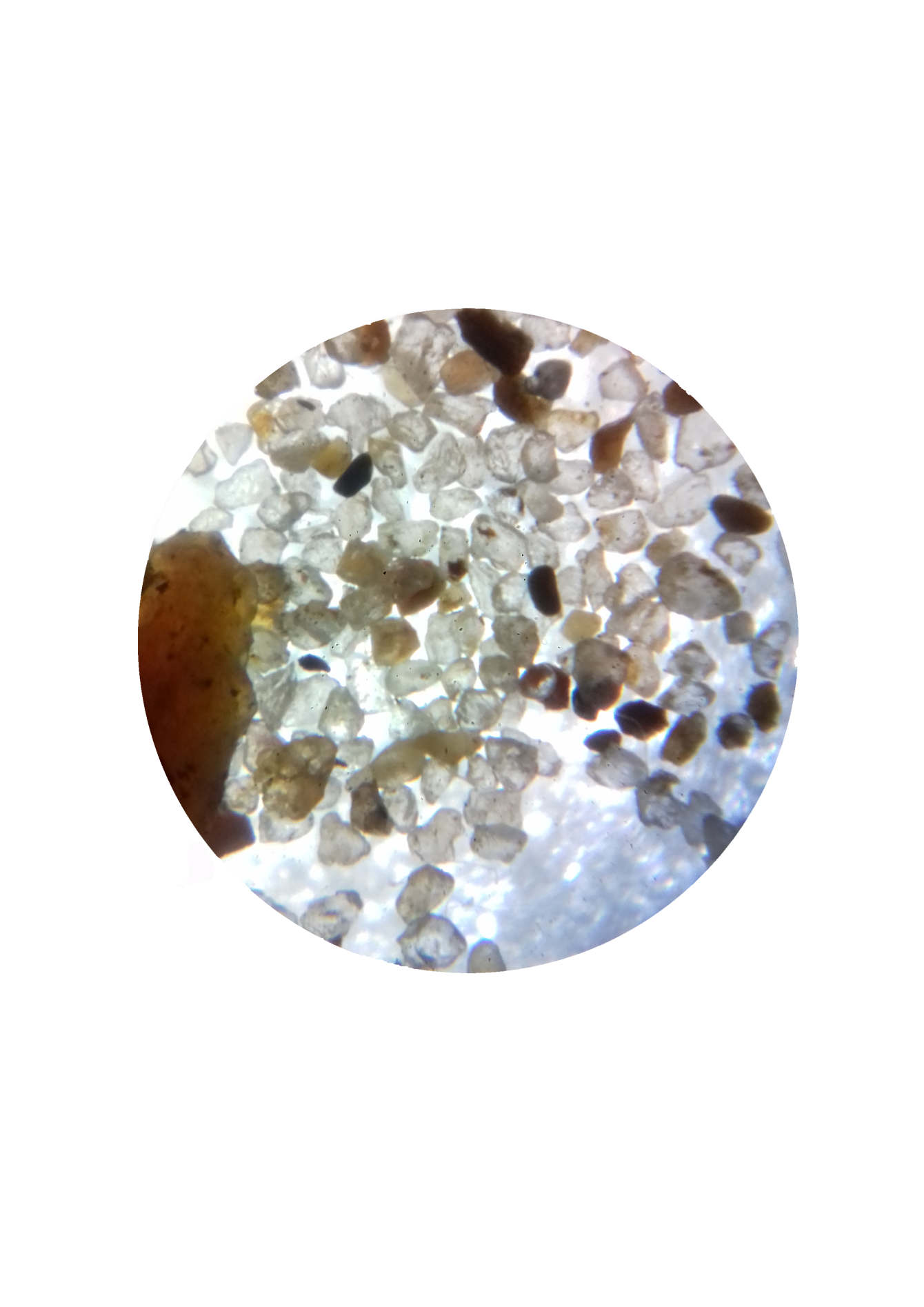 The Microscopic Marvel: Discovering The World'S Tiniest Spider - ahg8kos
