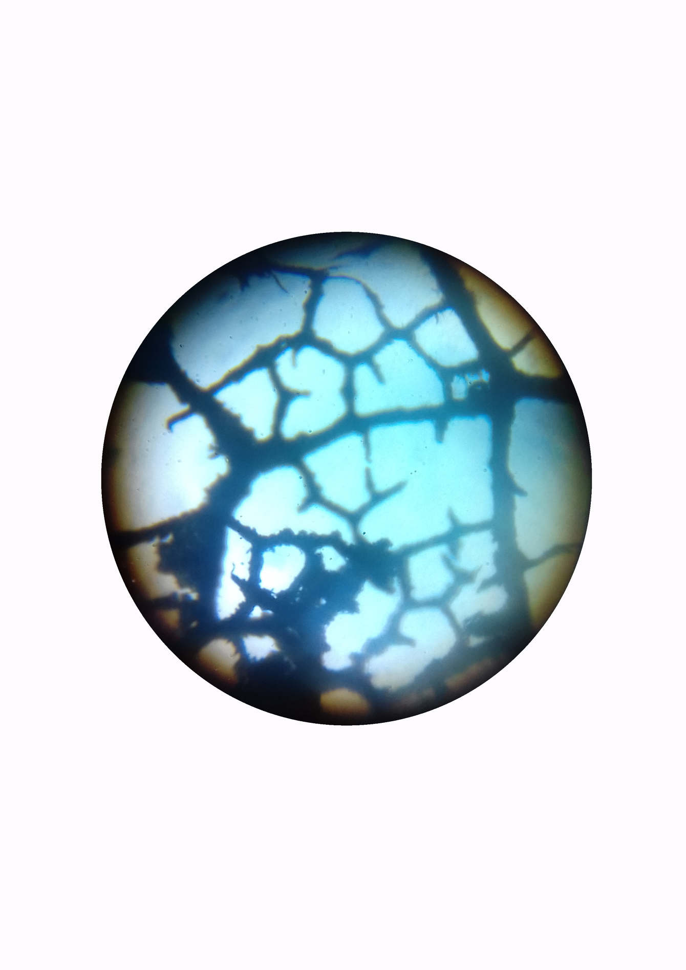 The Microscopic Marvel: Discovering The World'S Tiniest Spider - aakoid3