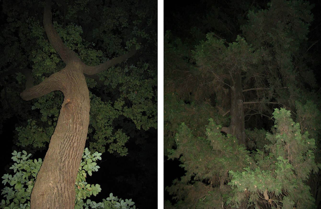 NIGHT TREES, Photography Lotte Tauber Lassen
