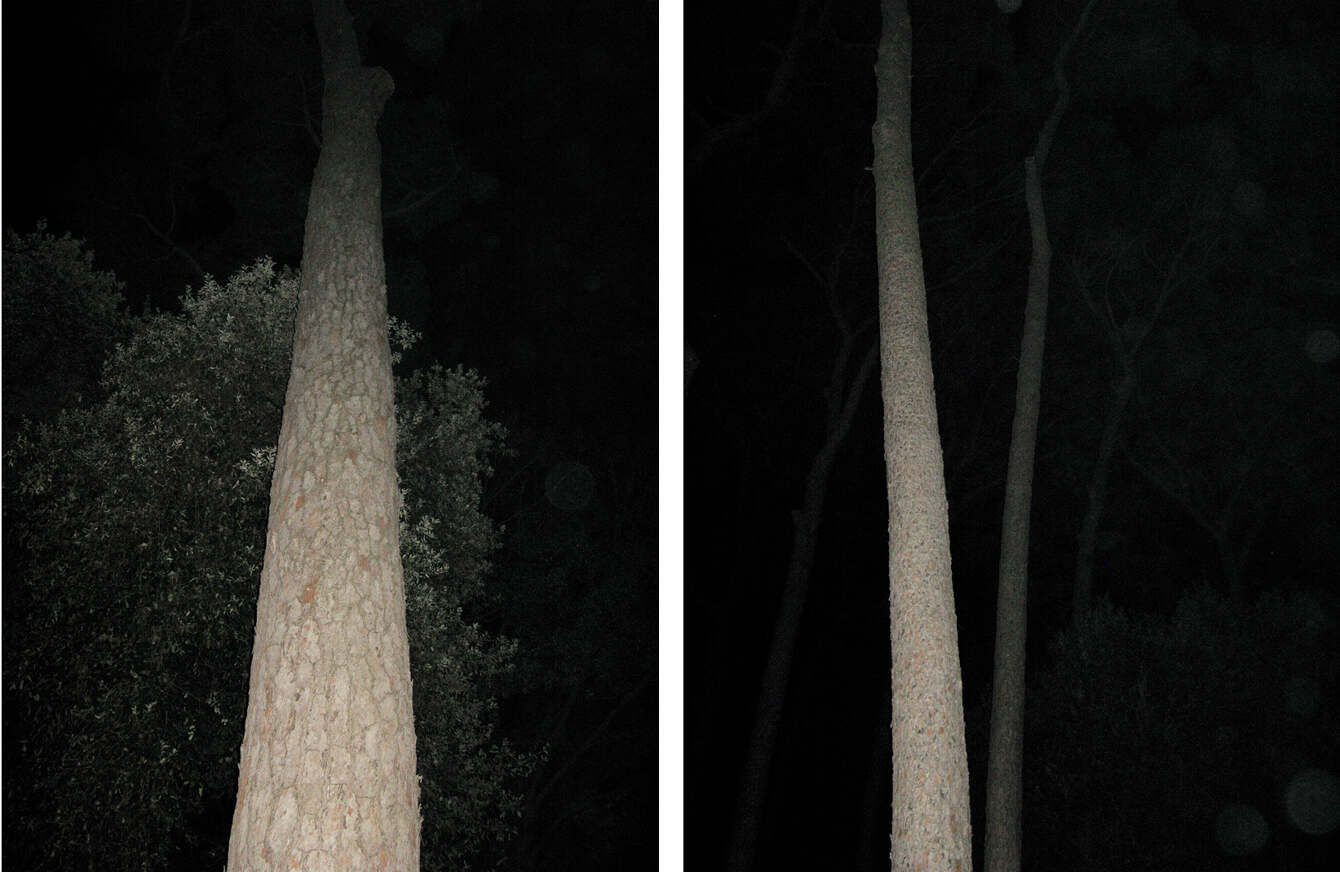 NIGHT TREES, Photography Lotte Tauber Lassen