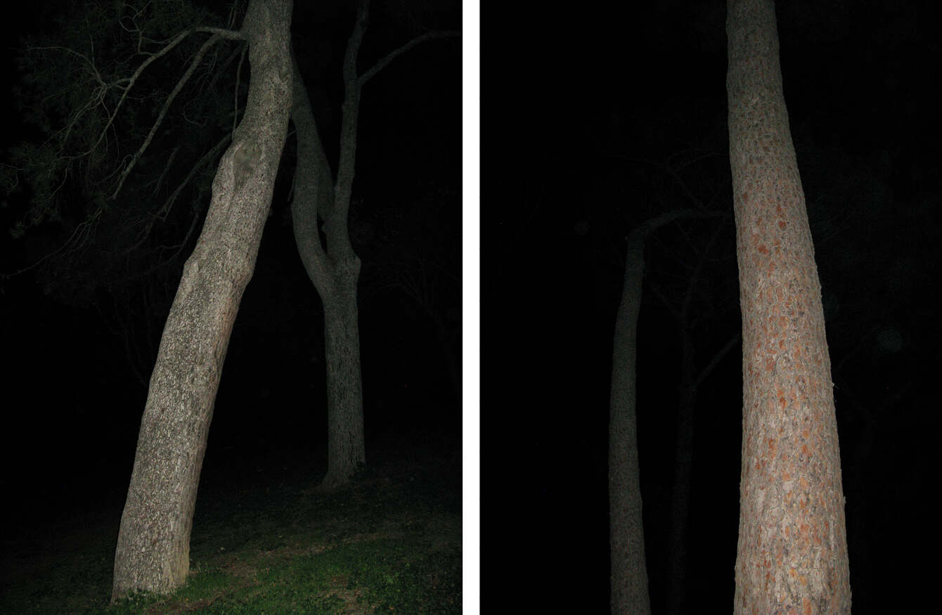 NIGHT TREES, Photography Lotte Tauber Lassen