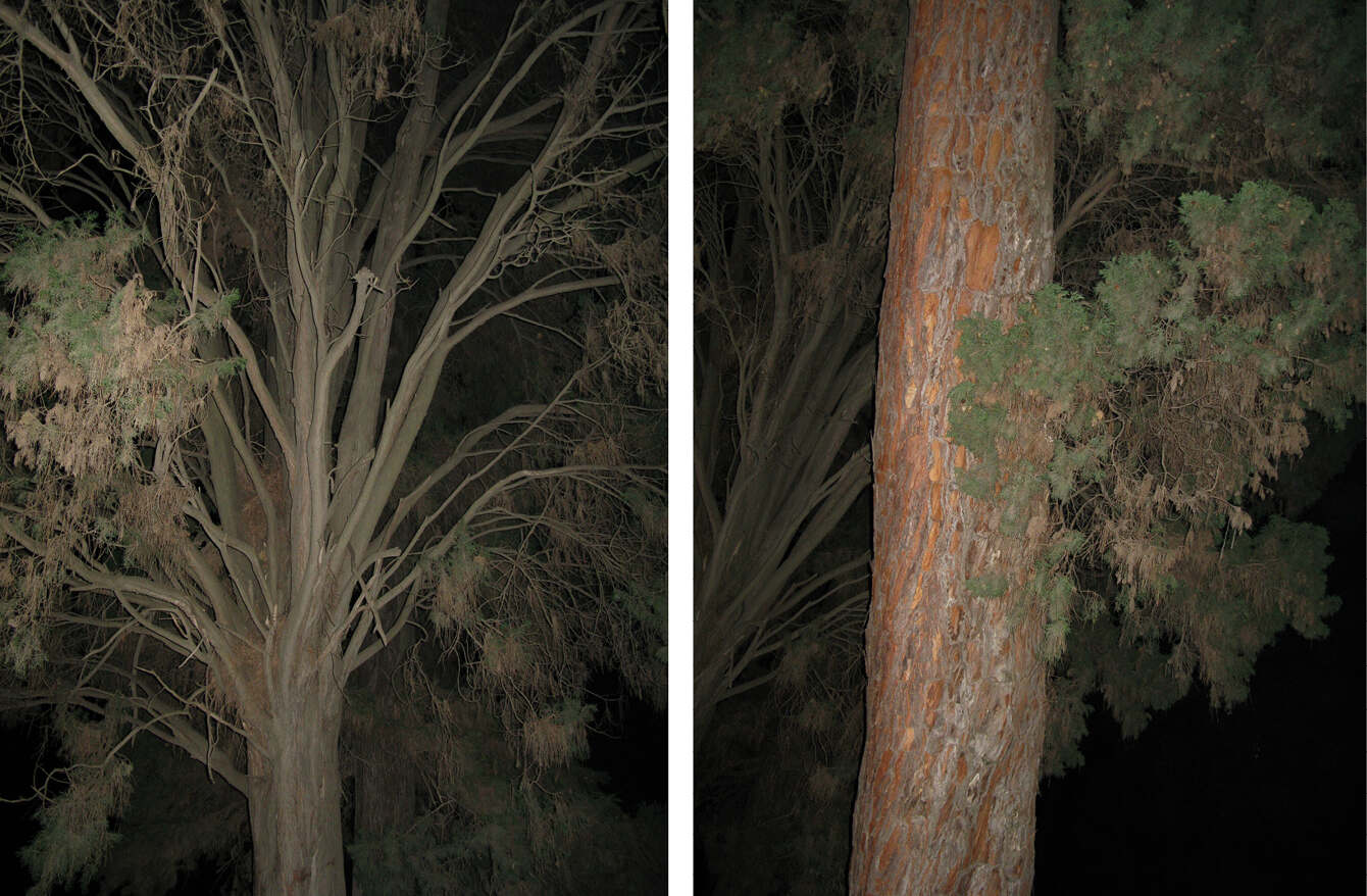 NIGHT TREES, Photography Lotte Tauber Lassen