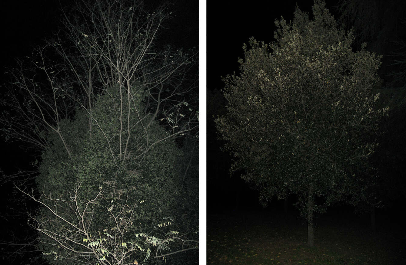 NIGHT TREES, Photography Lotte Tauber Lassen
