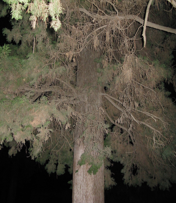 NIGHT TREES, Photography Lotte Tauber Lassen
