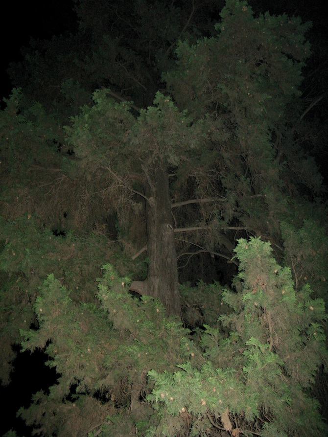 NIGHT TREES, Photography Lotte Tauber Lassen