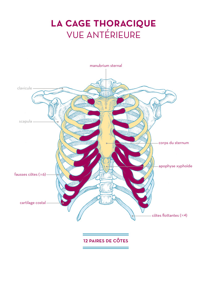 Anatomie - Marine Joumard