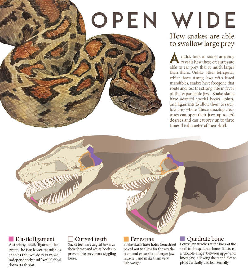 Open Wide Snake Diagram - Lindsey Kernodle Artwork