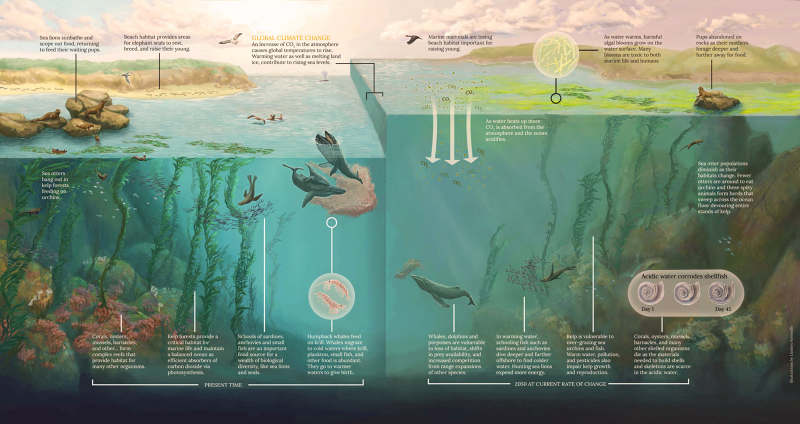 The Tumultuous Future of Marine Mammals - Lindsey Kernodle Artwork