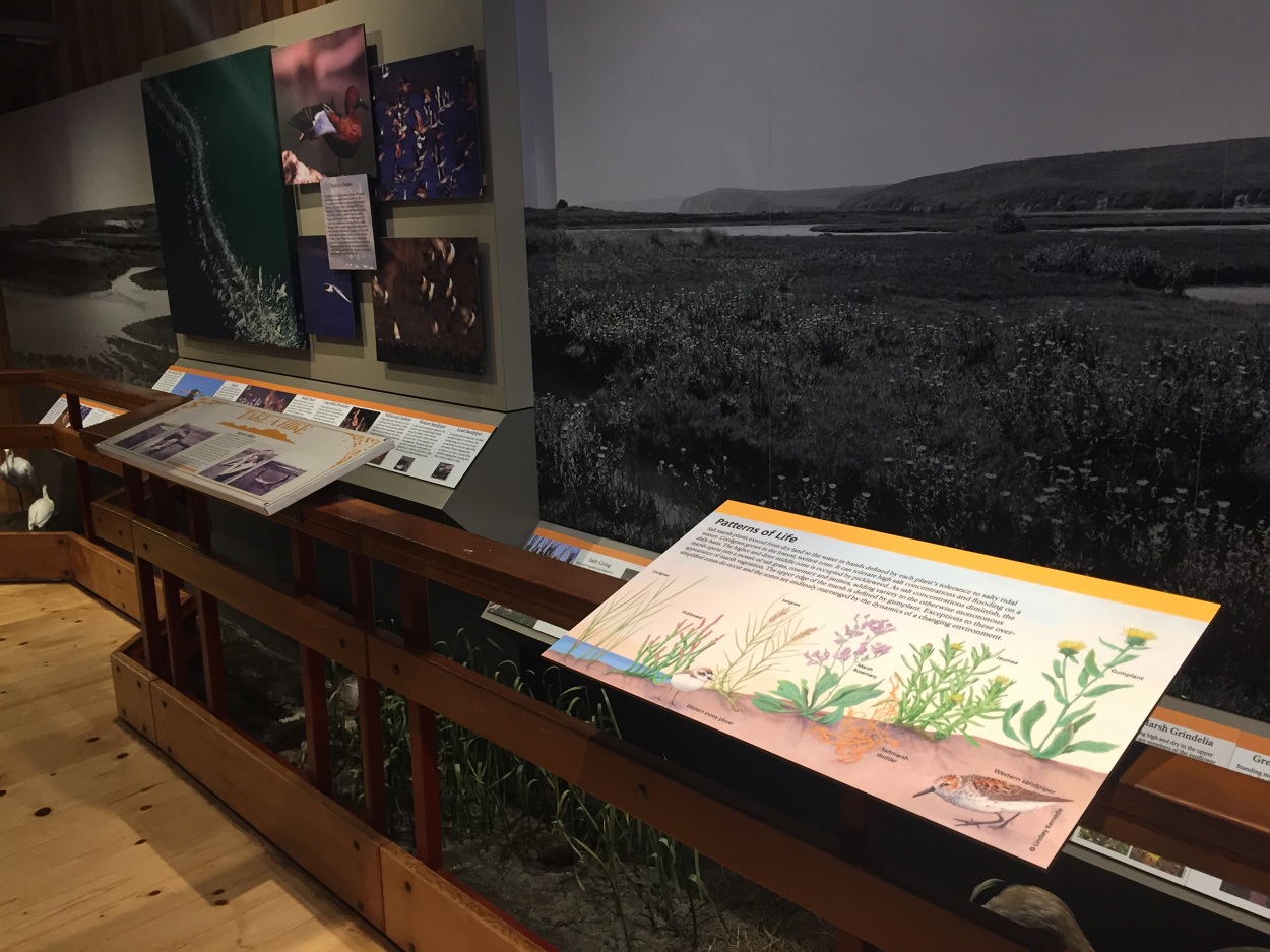 Marsh Plants of Point Reyes National Seashore - Lindsey Kernodle Artwork
