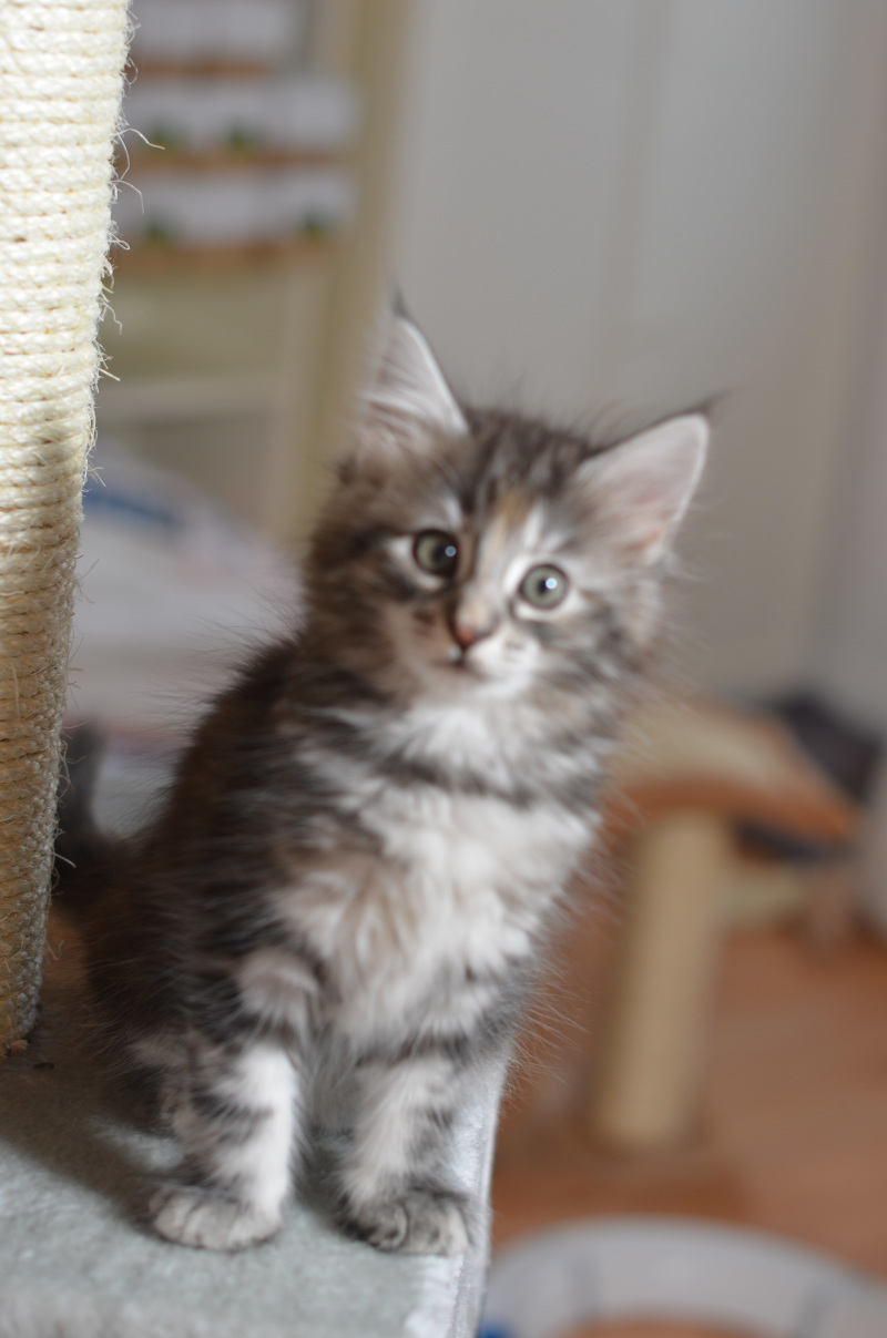 Nanna , black tortie mackerel tabby Chatterie du Clos des Bleuets