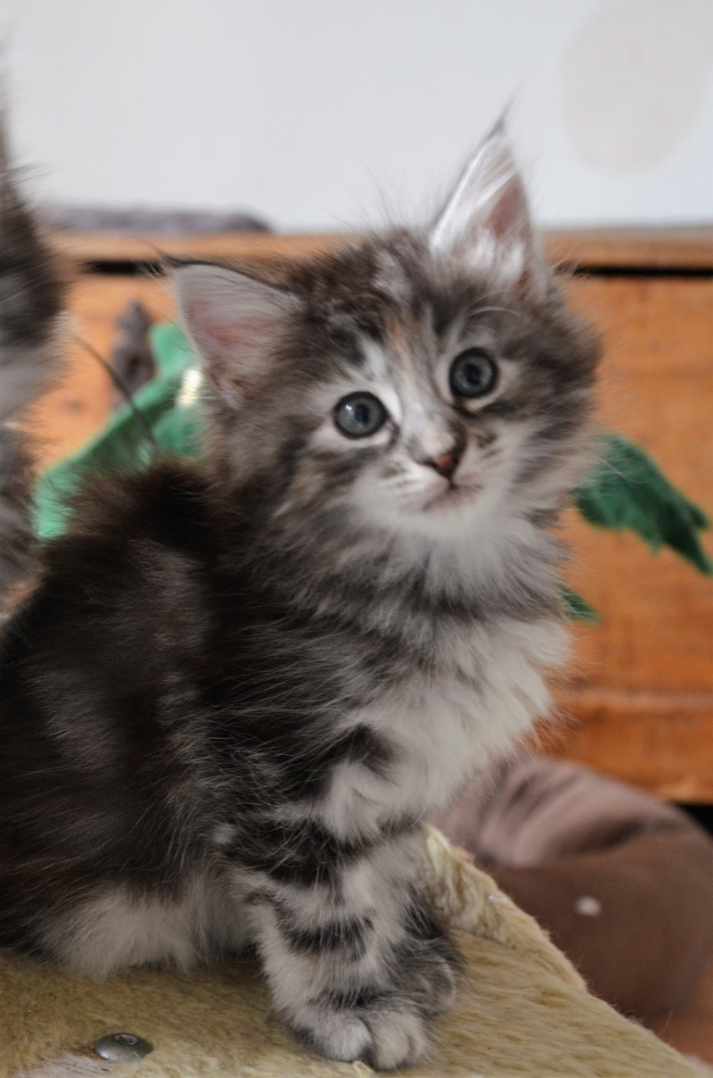 Nanna , black tortie mackerel tabby Chatterie du Clos des Bleuets